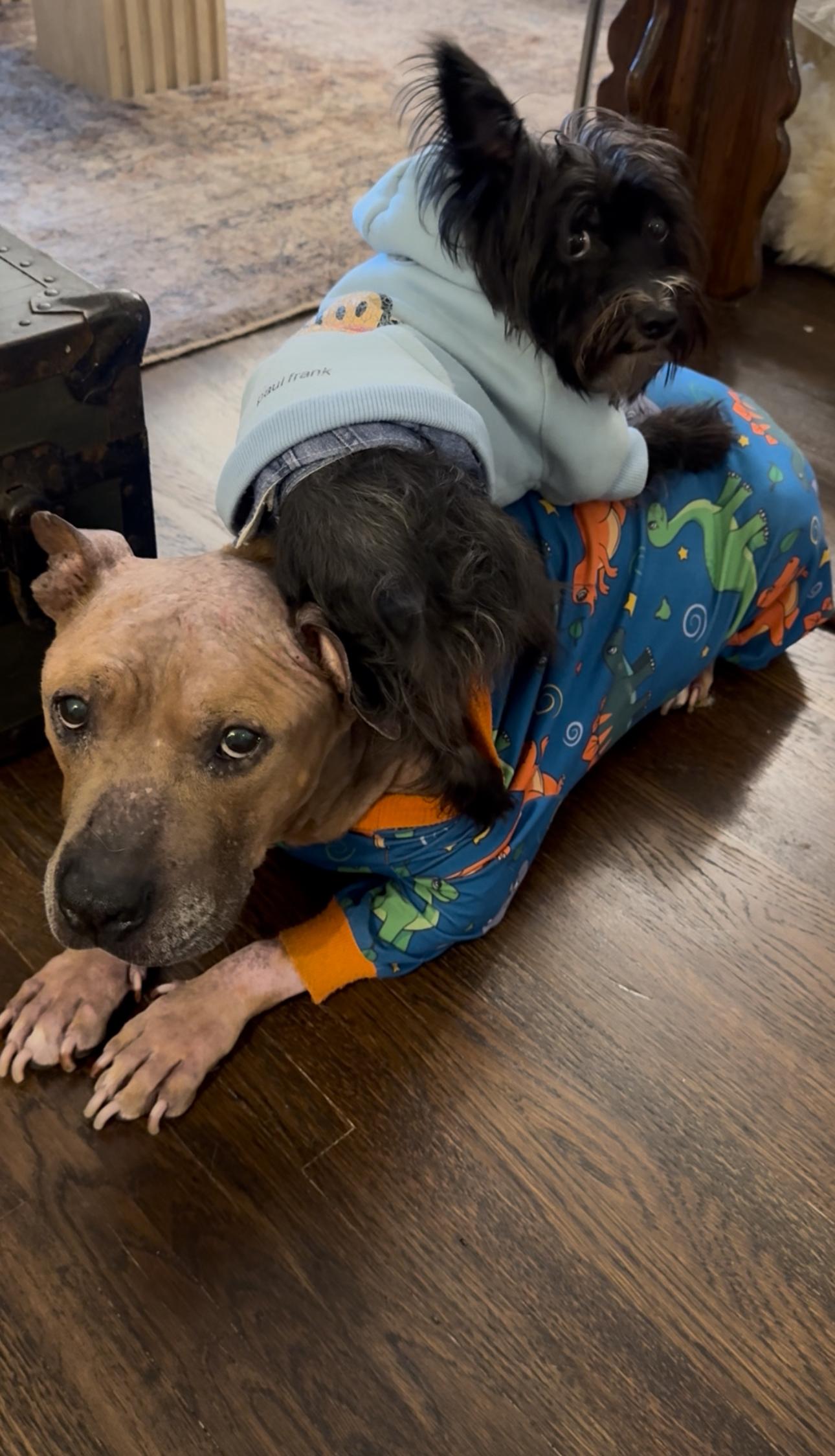 Enlarge Gary, a ADOPTABLE Yorkshire Terrier in West Hollywood, CA image 2/6