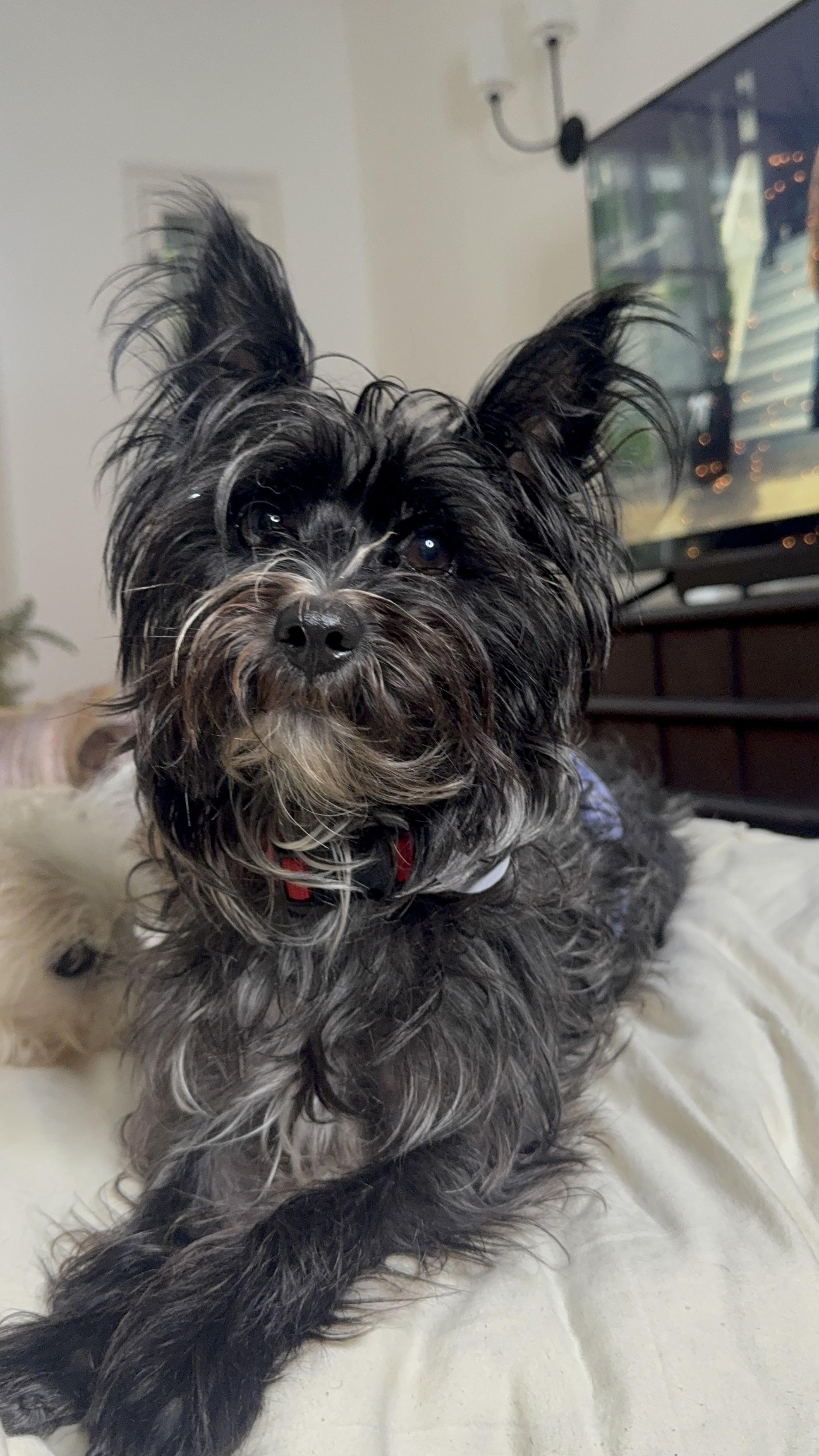 Enlarge Gary, a ADOPTABLE Yorkshire Terrier in West Hollywood, CA image 1/6