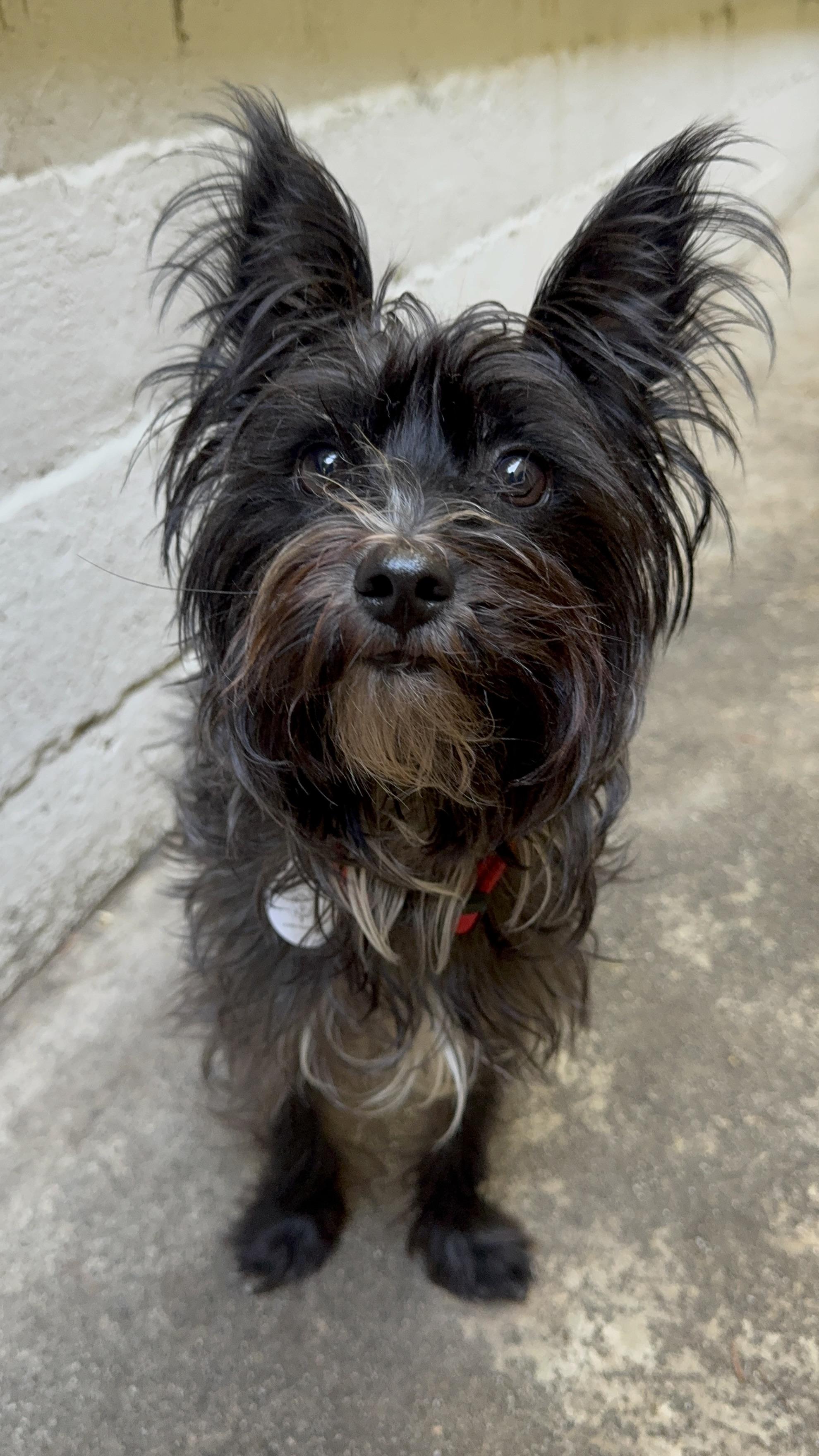 Enlarge Gary, a ADOPTABLE Yorkshire Terrier in West Hollywood, CA image 5/6