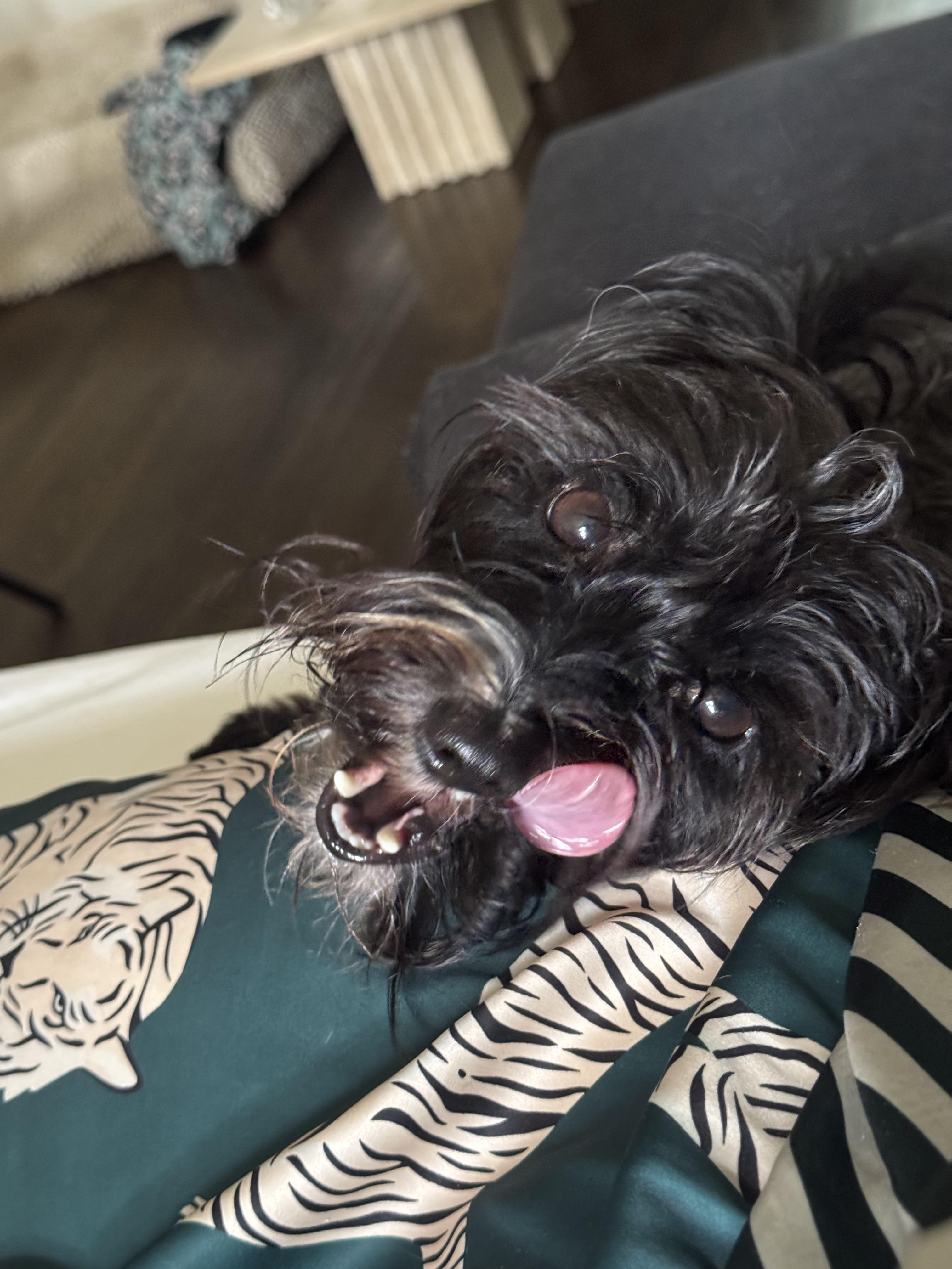 Enlarge Gary, a ADOPTABLE Yorkshire Terrier in West Hollywood, CA image 4/6