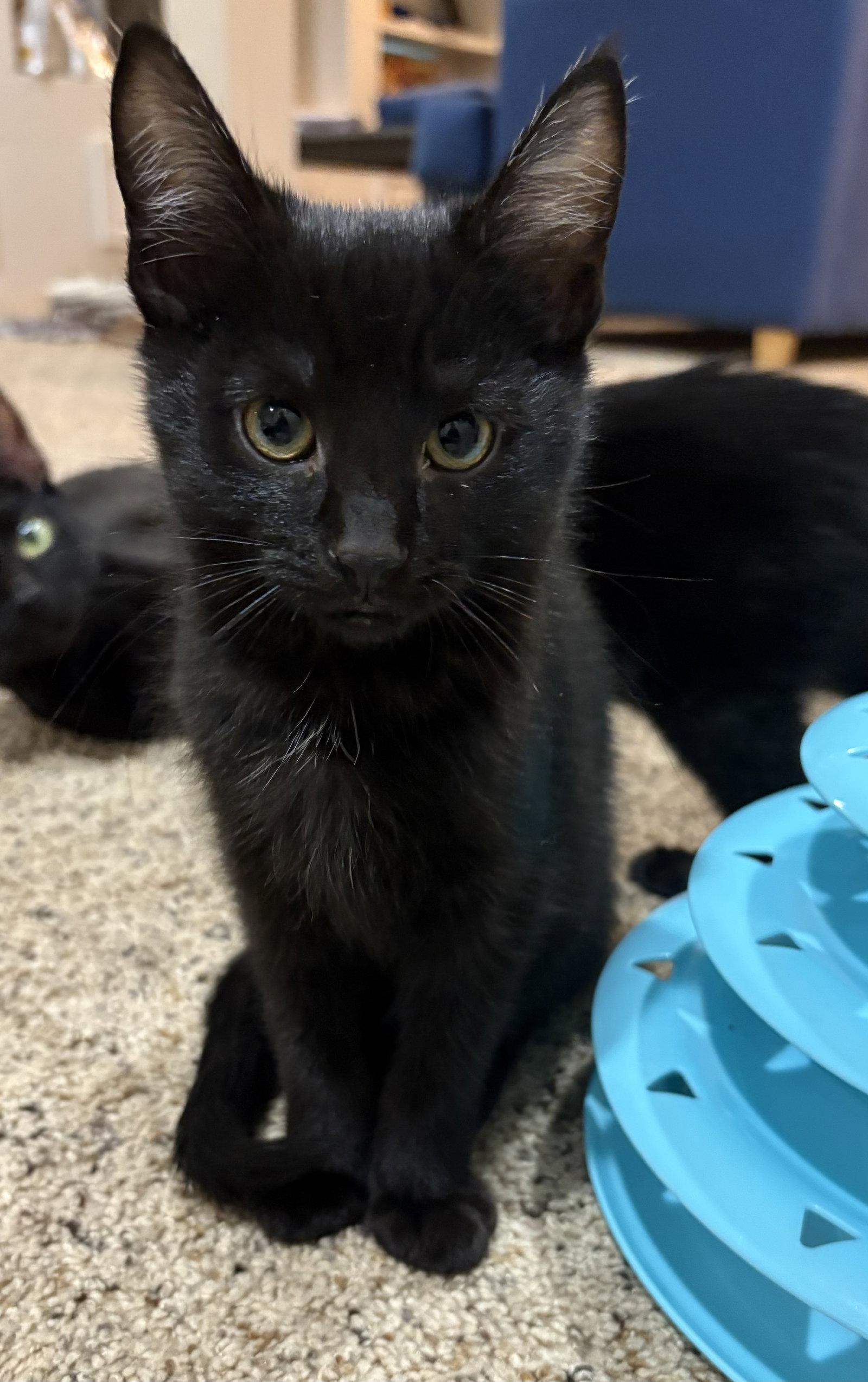 Leon, a Adopted Domestic Short Hair in Dublin, OH image 1/2