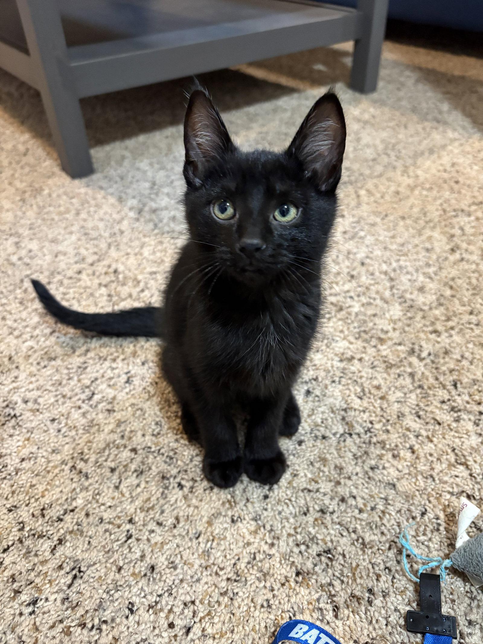 Leon, a Adopted Domestic Short Hair in Dublin, OH image 2/2