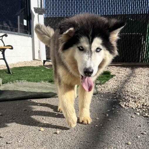 Dinky, adopted, Young Female Alaskan Malamute & Husky.