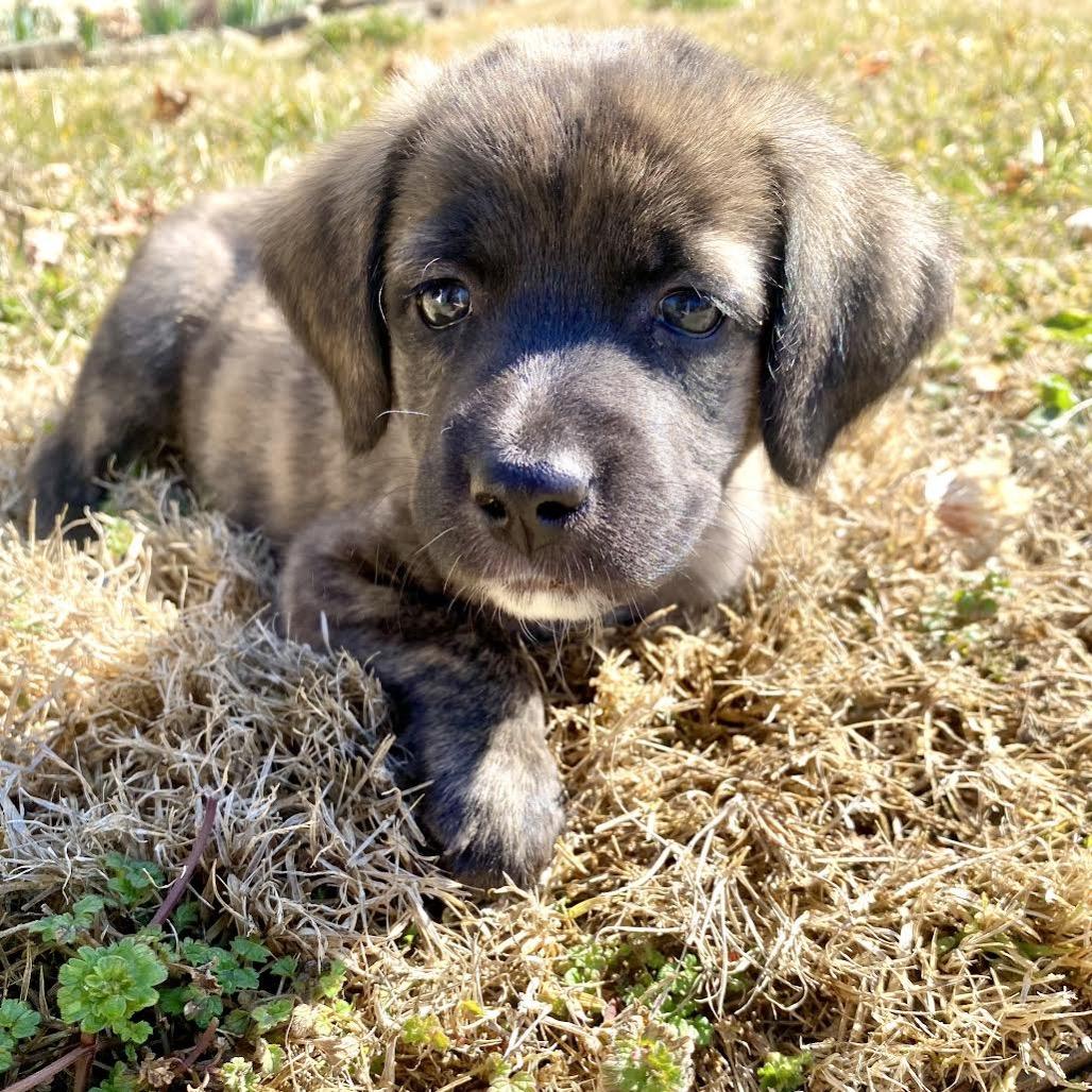 Taro, Adoptable, Puppy Male Mixed Breed.
