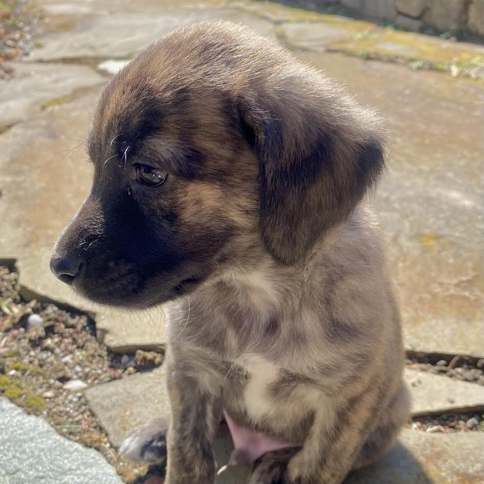 Enlarge Taro, a Adoptable Mixed Breed in Asheville, NC image 3/6