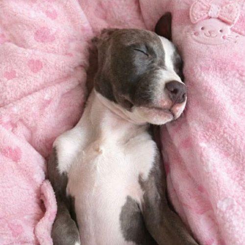 Lainey, Adoptable, Young Female Mixed Breed.