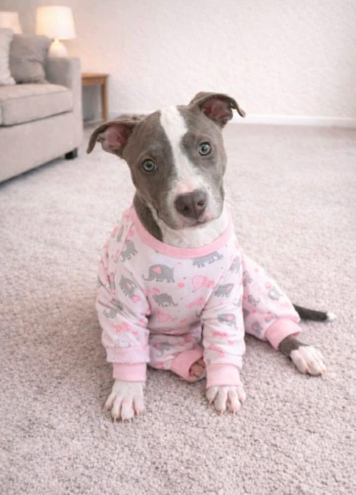 Enlarge Lainey, a Adoptable mixed breed in Verona, NJ image 4/5