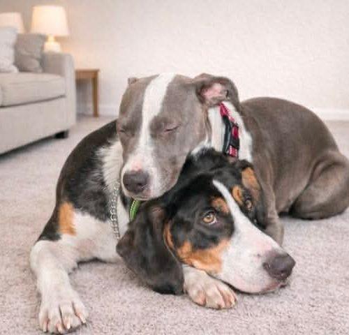 Enlarge Lainey, a Adoptable mixed breed in Verona, NJ image 5/5