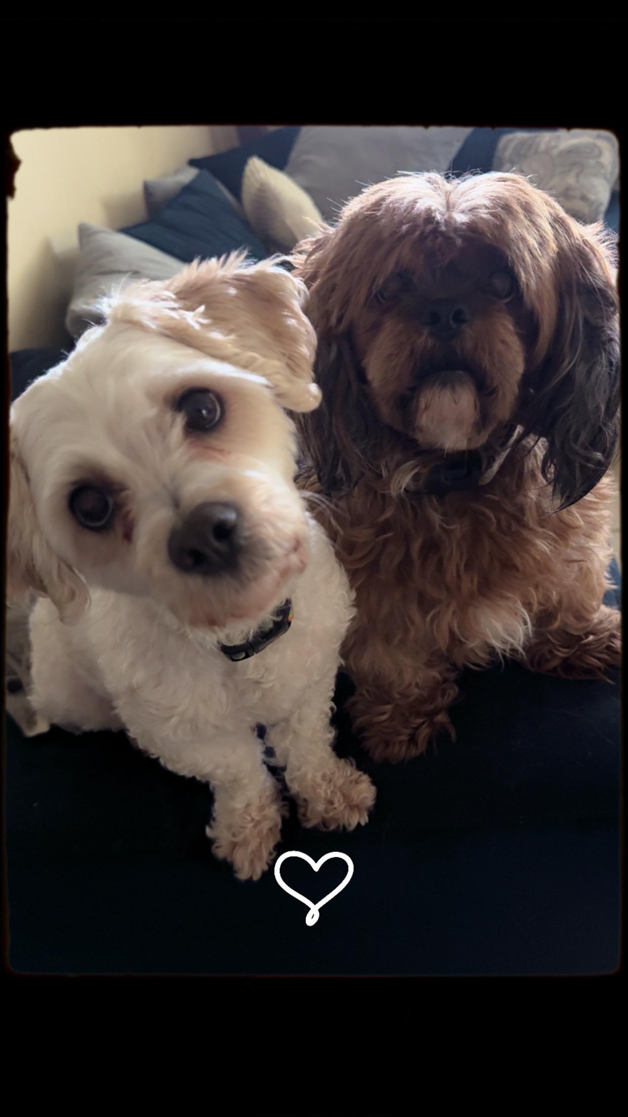 Ben & Beau