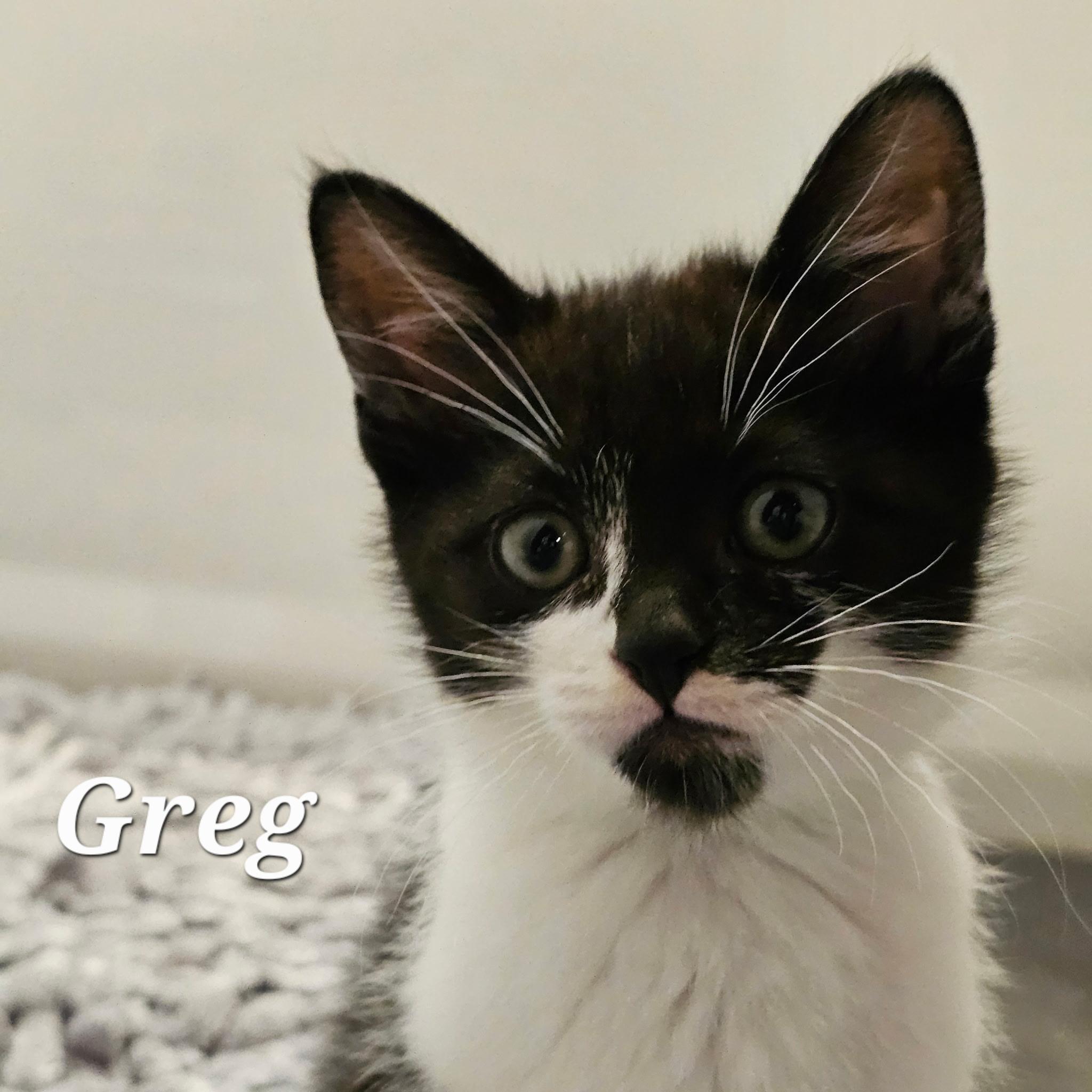 Greg, ADOPTABLE, Kitten Male Tuxedo.