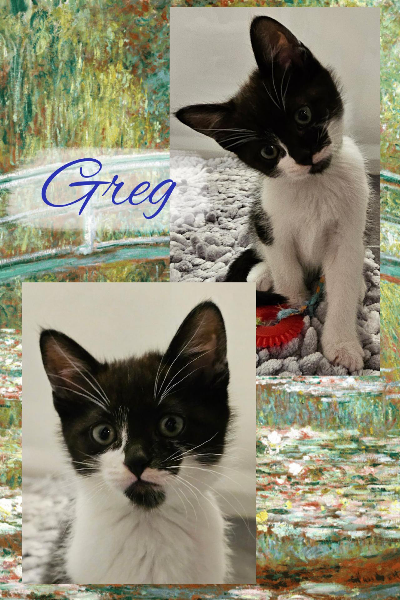 Enlarge Greg, a ADOPTABLE Tuxedo in Pasco, WA image 3/3