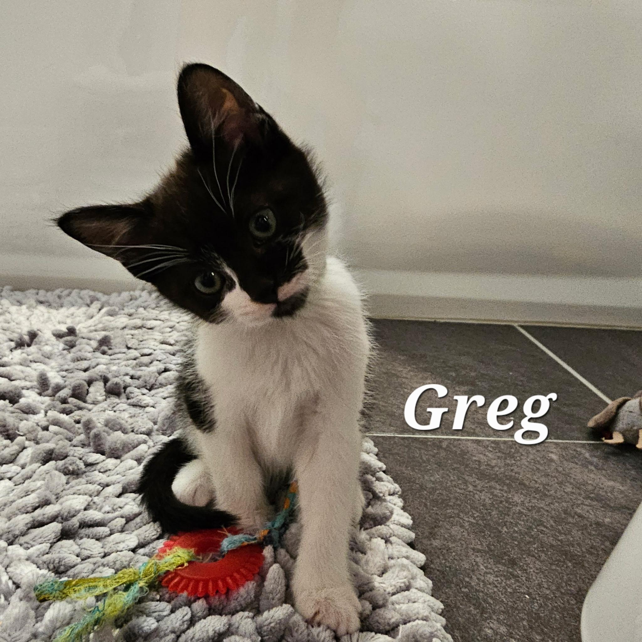 Enlarge Greg, a ADOPTABLE Tuxedo in Pasco, WA image 2/3