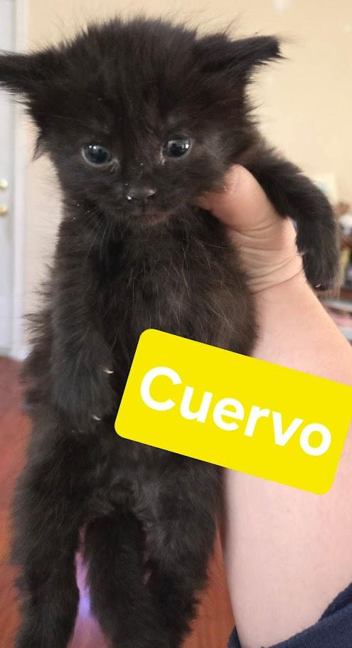 Fiesta Crew - CT RESIDENTS ONLY, ADOPTABLE, Kitten Male Domestic Short Hair.