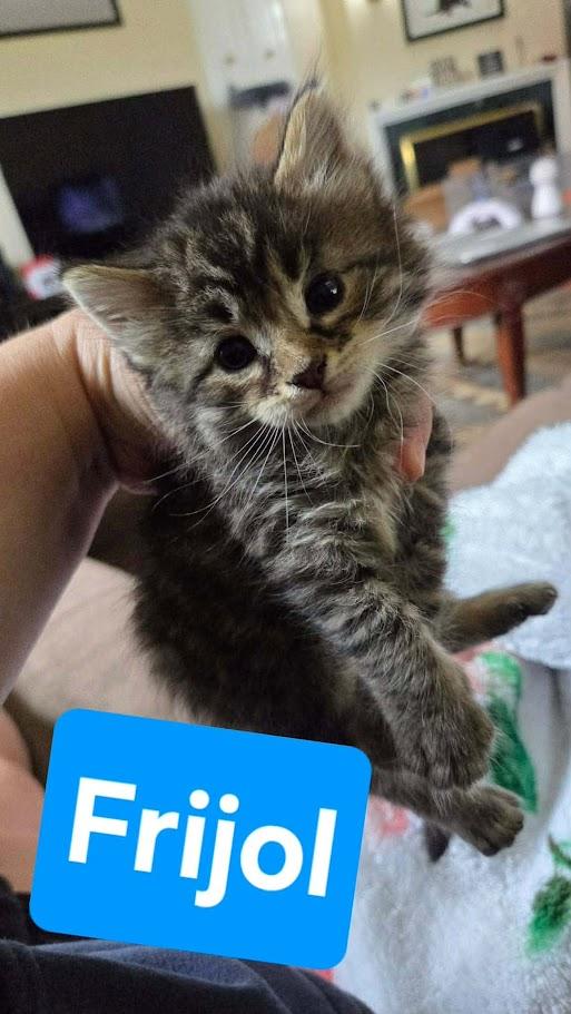 Fiesta Crew - CT RESIDENTS ONLY, a ADOPTABLE Domestic Short Hair in Norwich, CT image 6/6