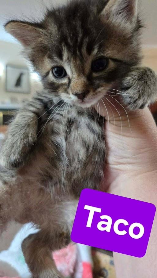 Fiesta Crew - CT RESIDENTS ONLY, a ADOPTABLE Domestic Short Hair in Norwich, CT image 3/6