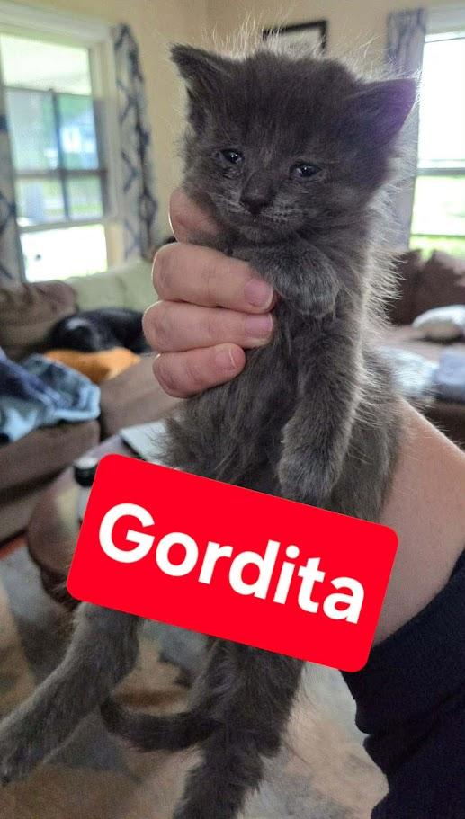 Fiesta Crew - CT RESIDENTS ONLY, a ADOPTABLE Domestic Short Hair in Norwich, CT image 4/6