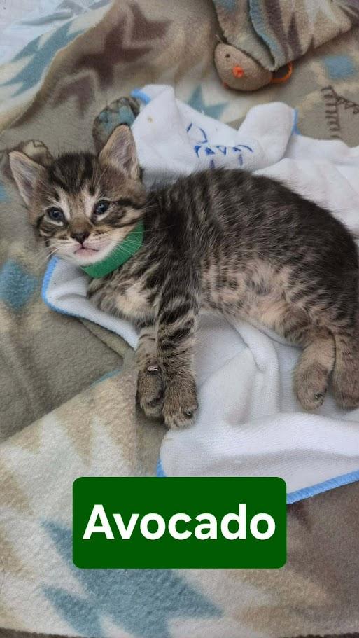 Fiesta Crew - CT RESIDENTS ONLY, a ADOPTABLE Domestic Short Hair in Norwich, CT image 5/6