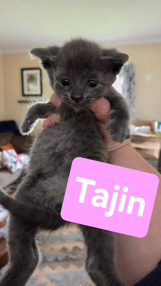 Fiesta Crew - CT RESIDENTS ONLY, a ADOPTABLE Domestic Short Hair in Norwich, CT image 2/6