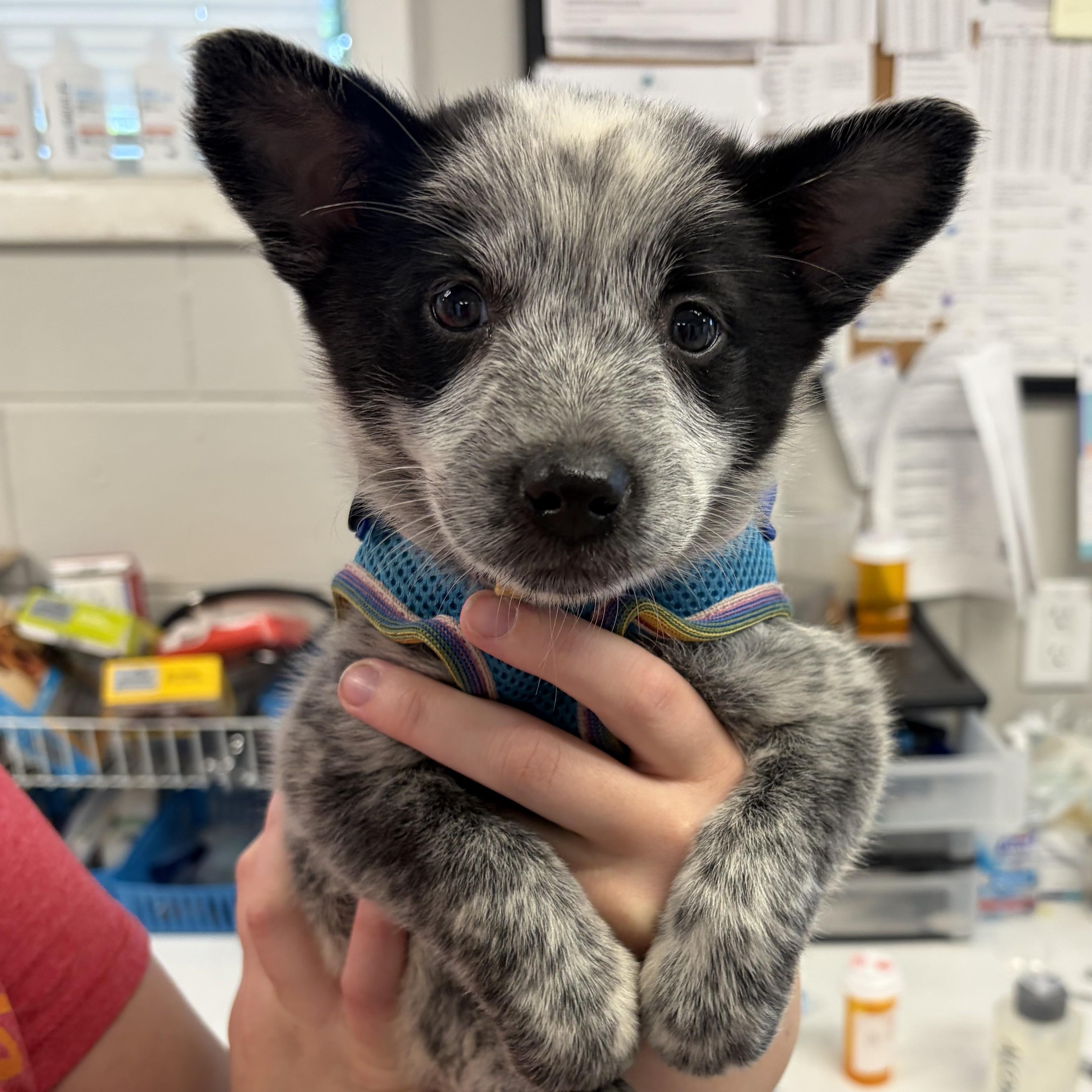 Enlarge Bingo, an adopted mixed breed in Normal, IL image 4/5