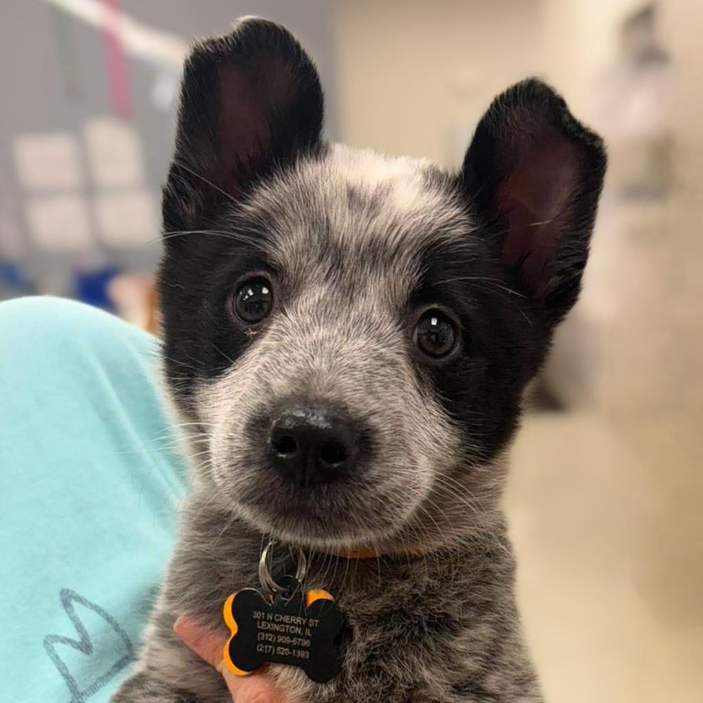 Enlarge Bingo, an adopted mixed breed in Normal, IL image 1/5