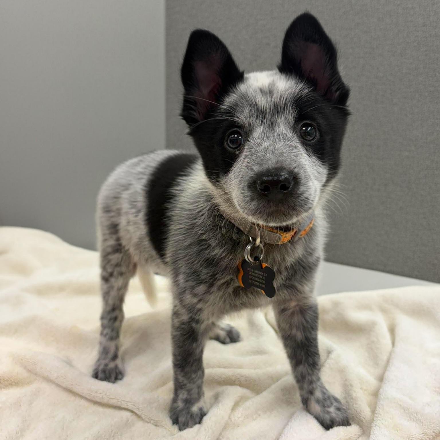 Enlarge Bingo, an adopted mixed breed in Normal, IL image 2/5