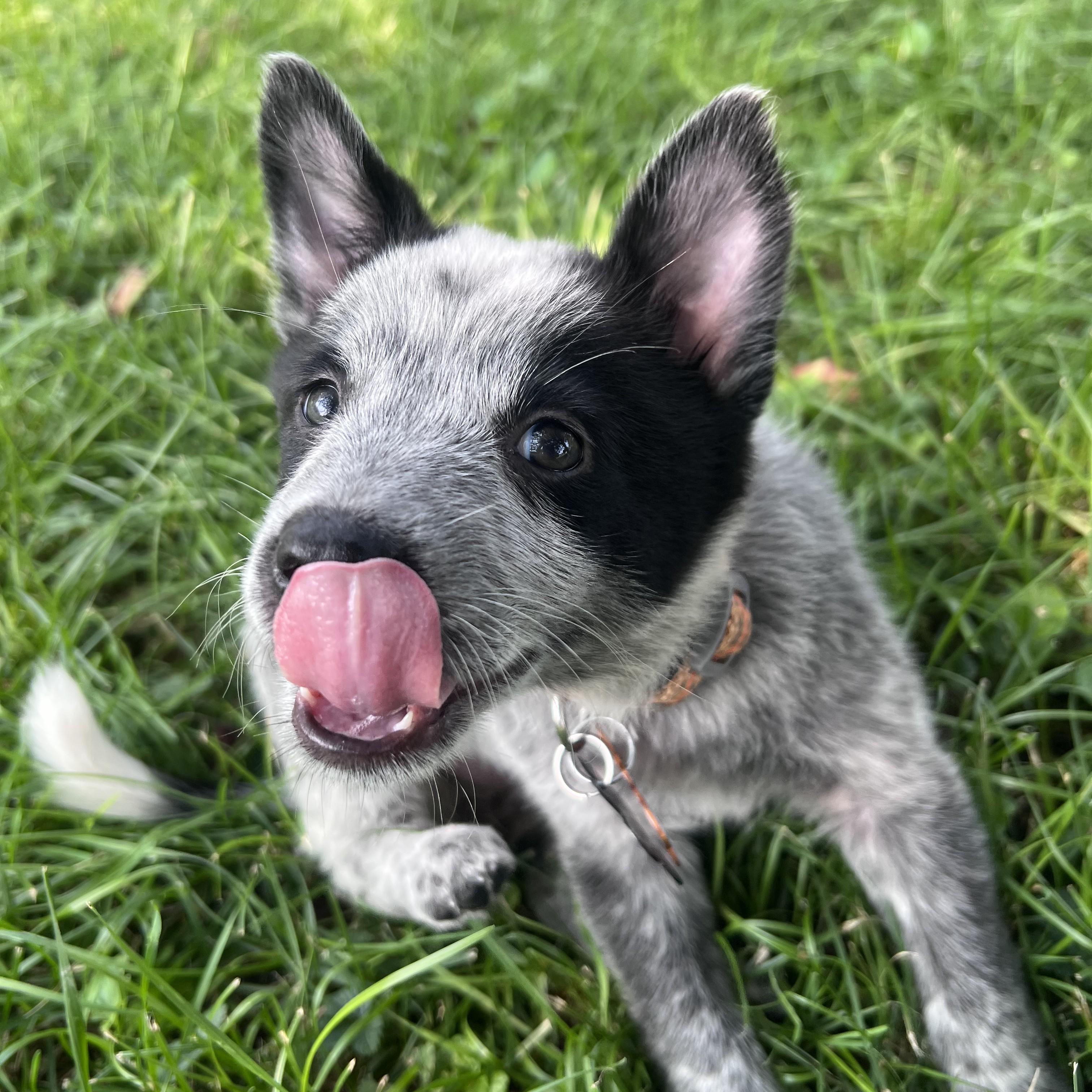 Enlarge Bingo, an adopted mixed breed in Normal, IL image 5/5