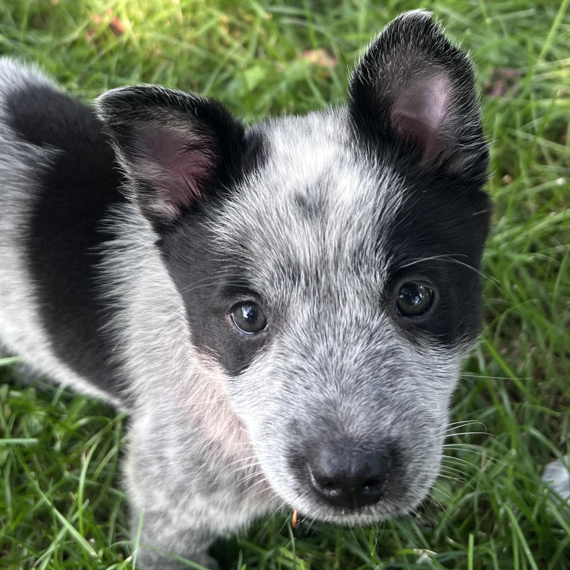 Enlarge Bingo, an adopted mixed breed in Normal, IL image 3/5