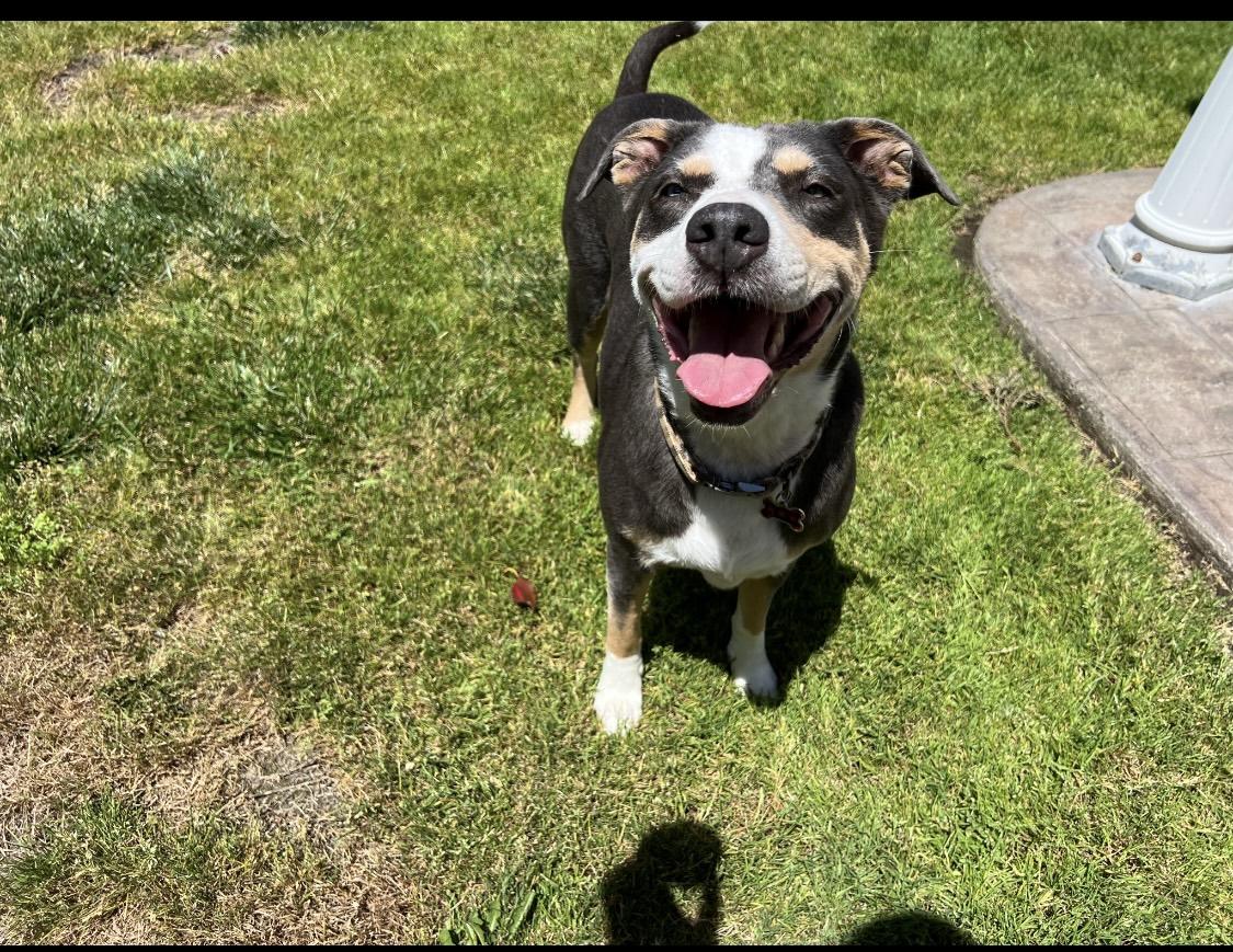 Enlarge Lapis, a Adoptable mixed breed in Vacaville , CA image 1/6