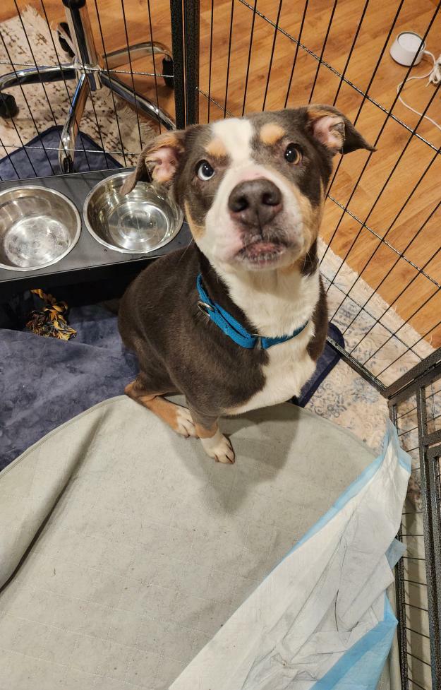 Enlarge Lapis, a Adoptable mixed breed in Vacaville , CA image 2/6