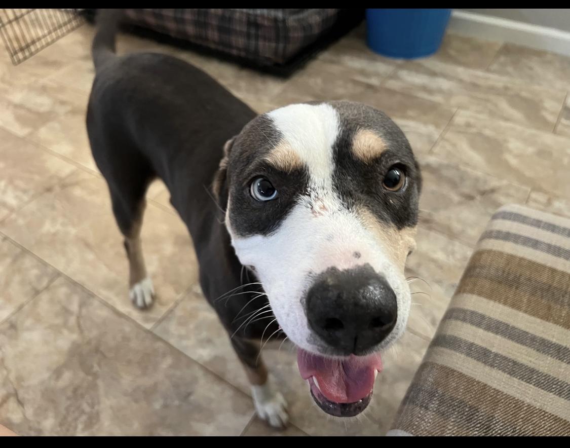 Lapis, Adoptable, Young Female Australian Shepherd & Labrador Retriever.