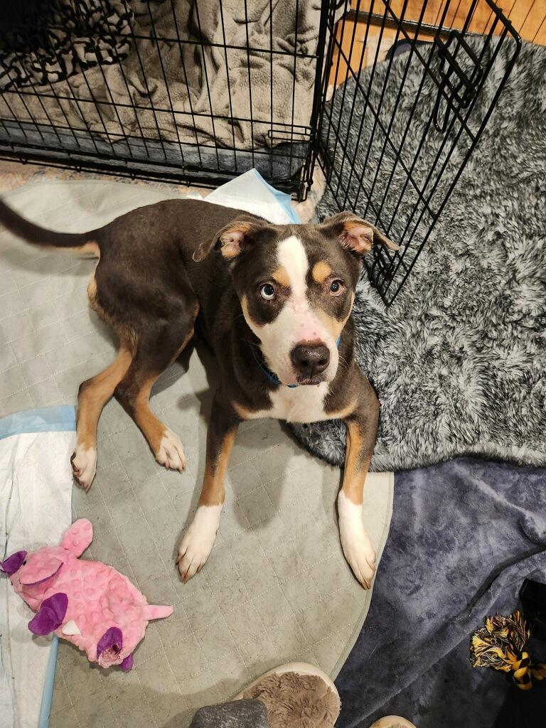 Enlarge Lapis, a Adoptable mixed breed in Vacaville , CA image 4/6