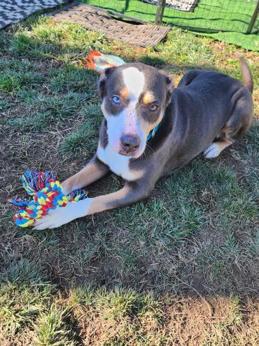 Enlarge Lapis, a Adoptable mixed breed in Vacaville , CA image 5/6