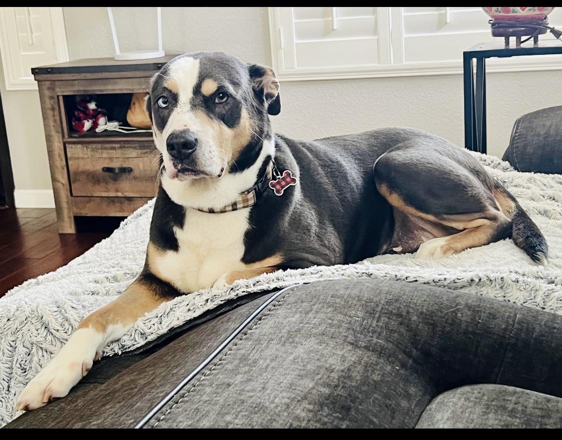 Enlarge Lapis, a Adoptable mixed breed in Vacaville , CA image 6/6