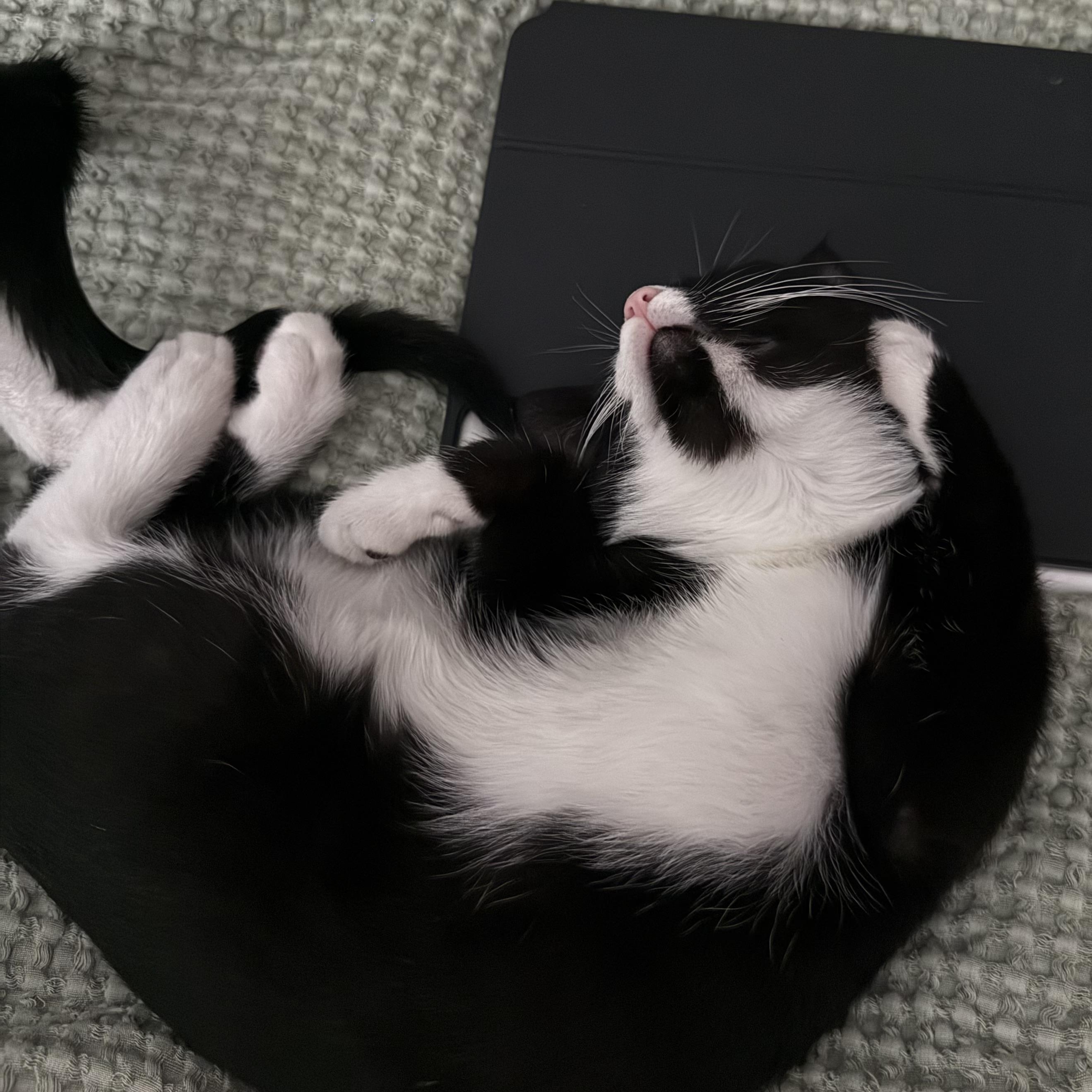 Duke, an adoptable Domestic Short Hair in Mississippi State, MS image 3/6