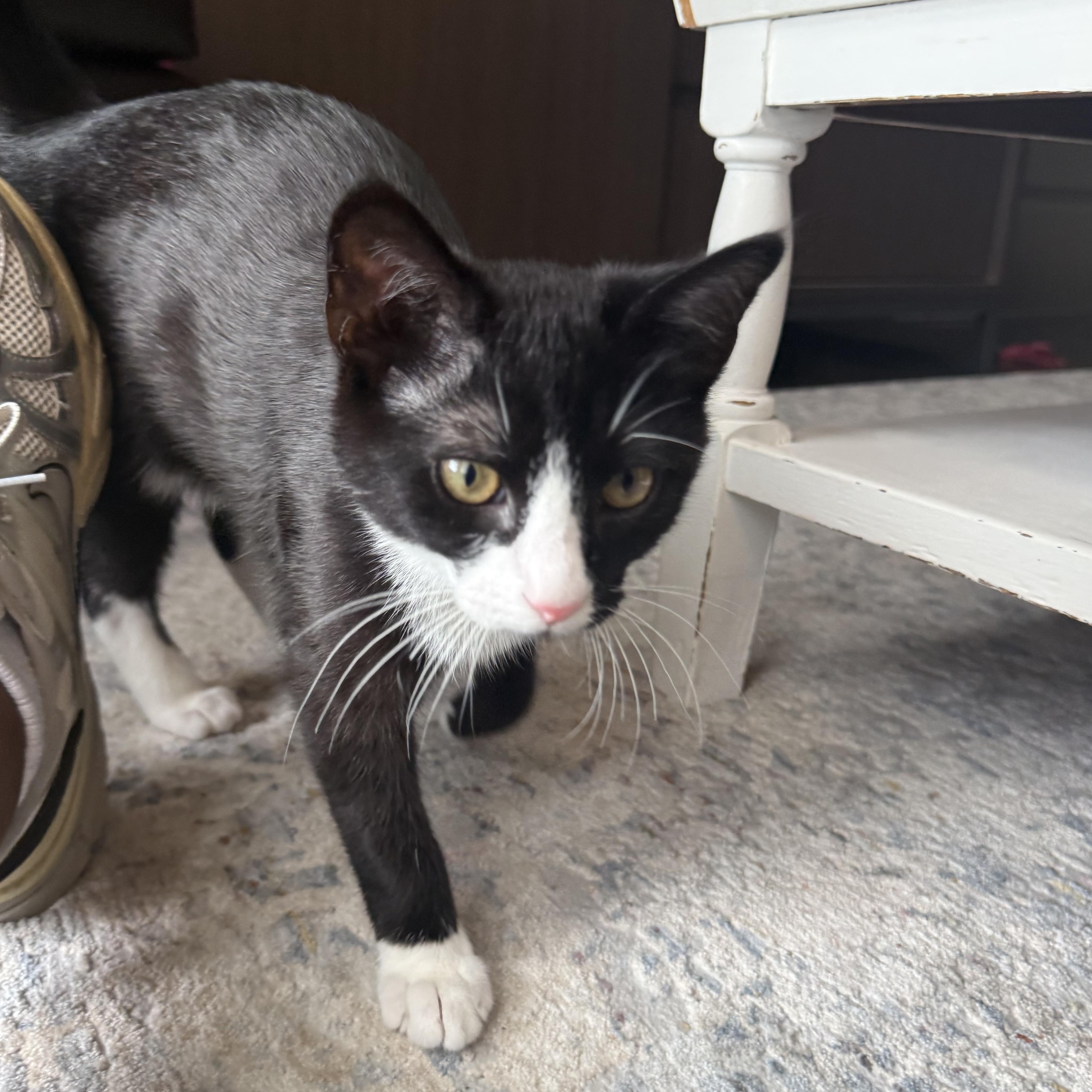 Duke, an adoptable Domestic Short Hair in Mississippi State, MS image 4/6