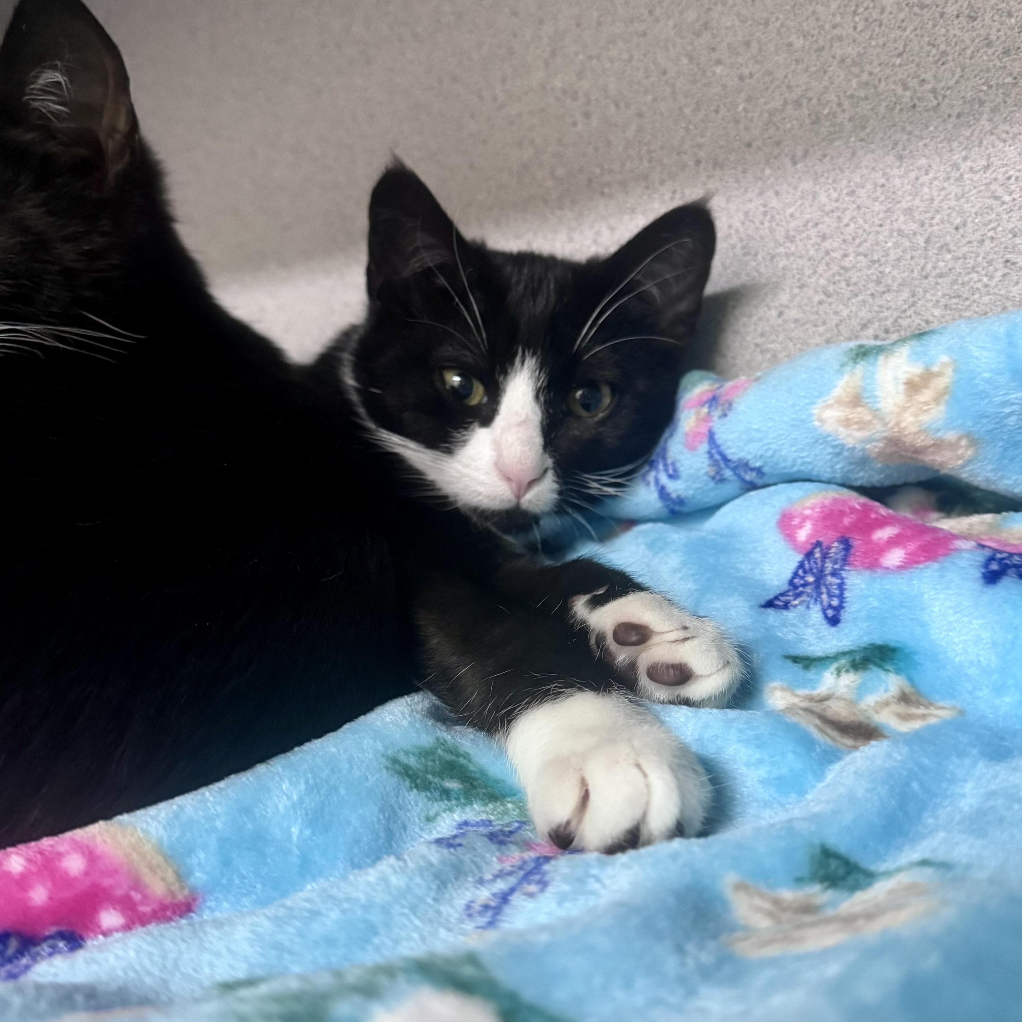 Duke, an adoptable Domestic Short Hair in Mississippi State, MS image 2/6