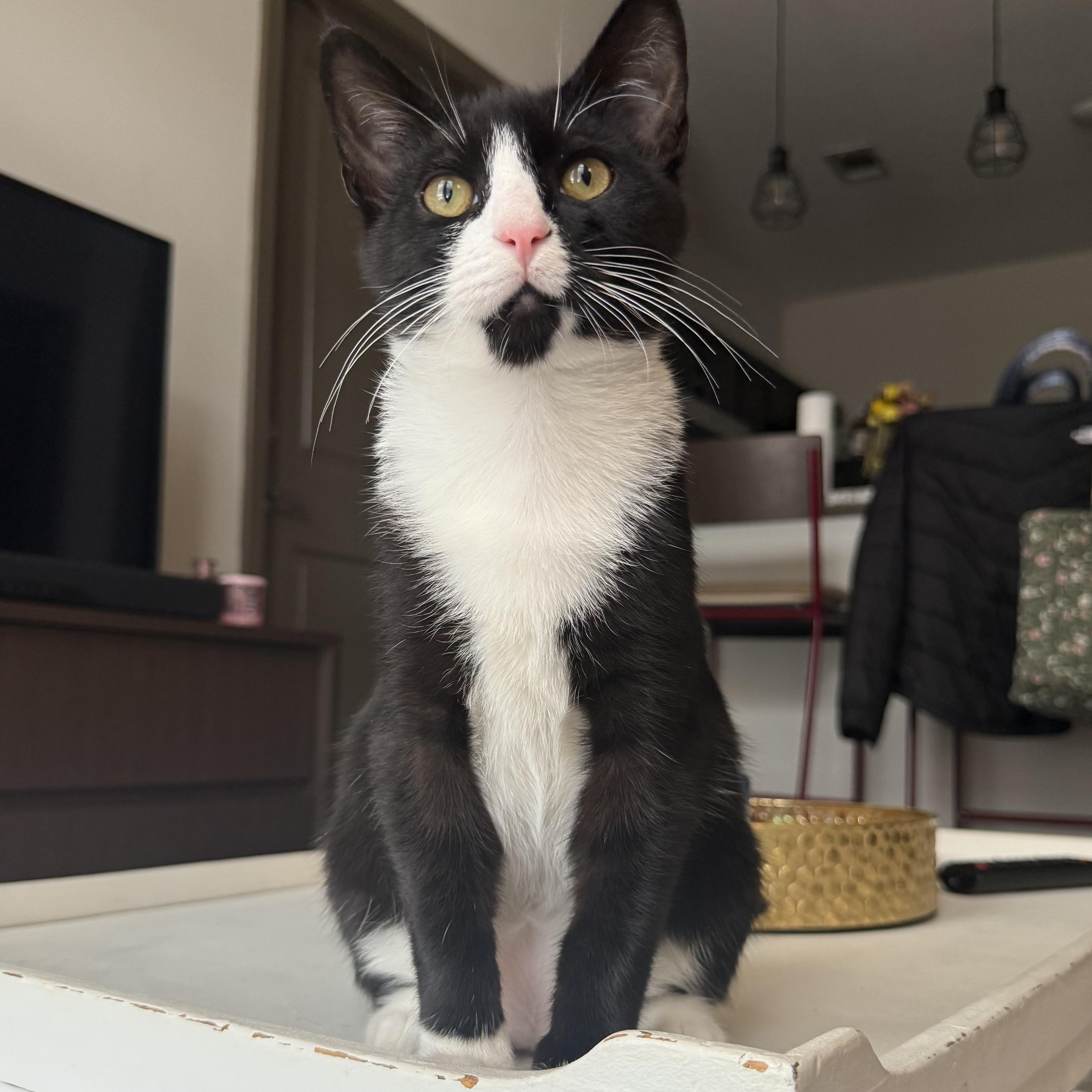 Duke, adoptable, Kitten Male Domestic Short Hair.