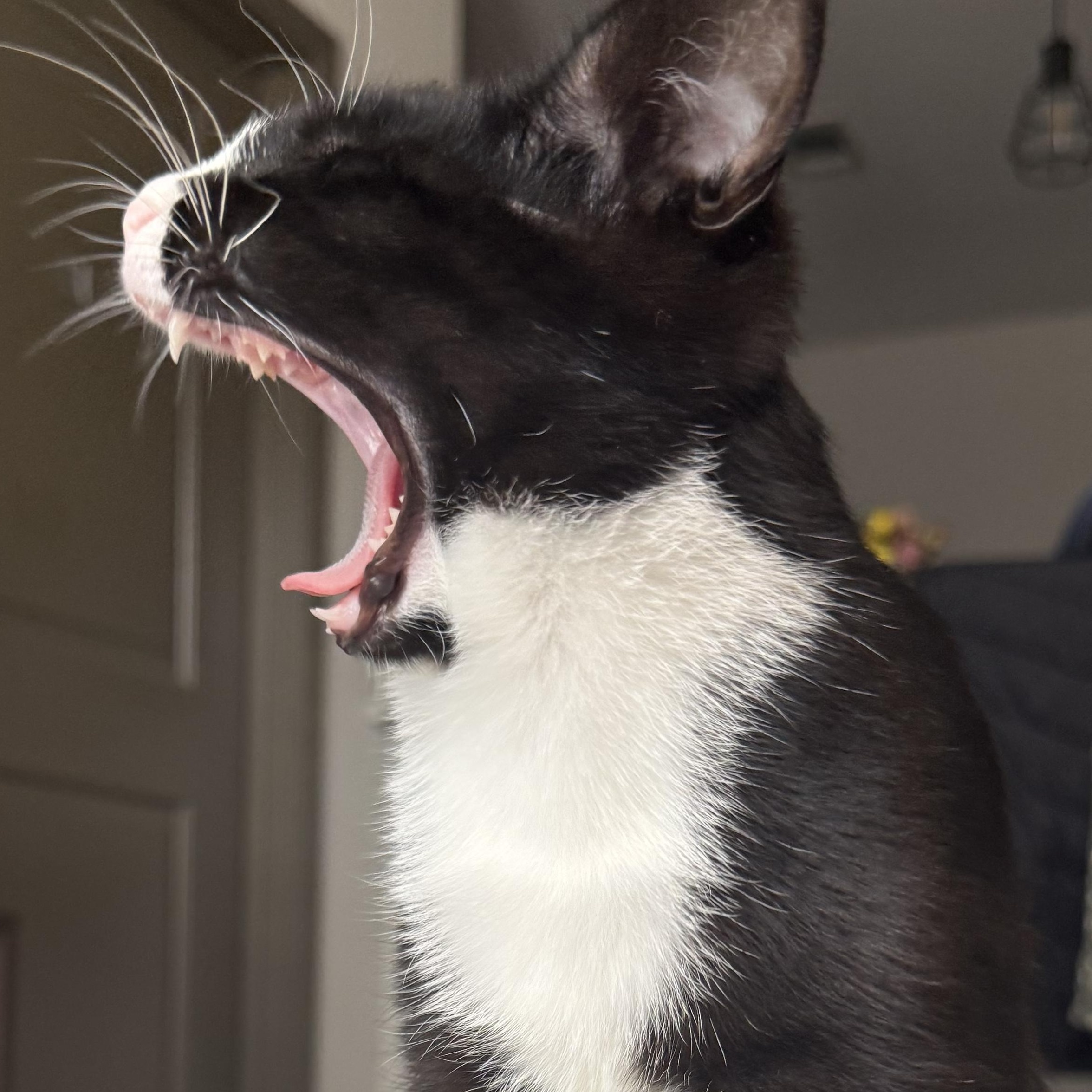 Enlarge Duke, an adopted Domestic Short Hair in Mississippi State, MS image 3/6