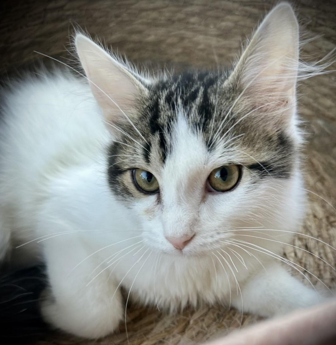 Enlarge Timmy & Red, a Adoptable Domestic Medium Hair in Buffalo, NY image 2/2
