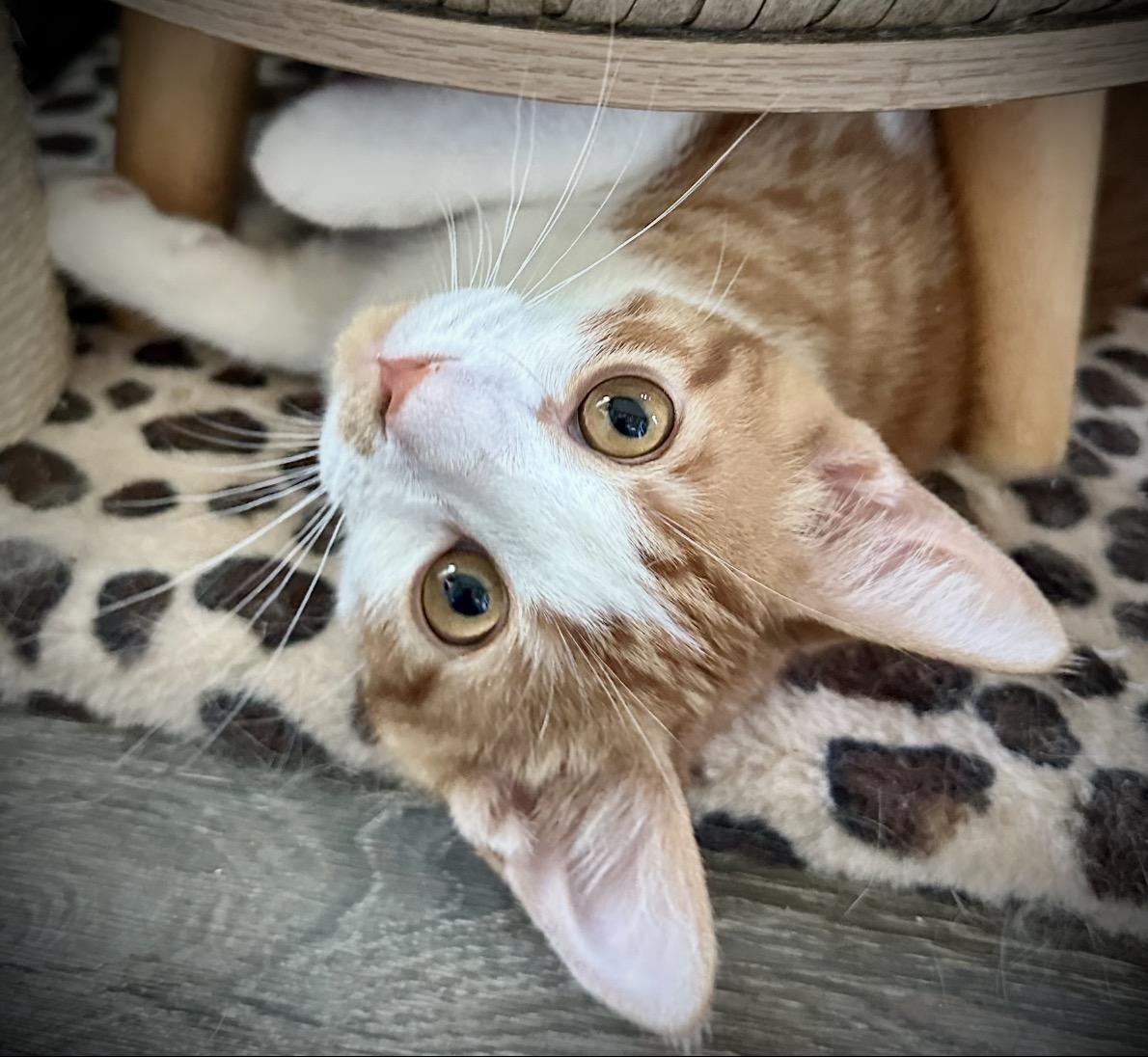 Timmy & Red, Adoptable, Kitten Male Domestic Medium Hair.