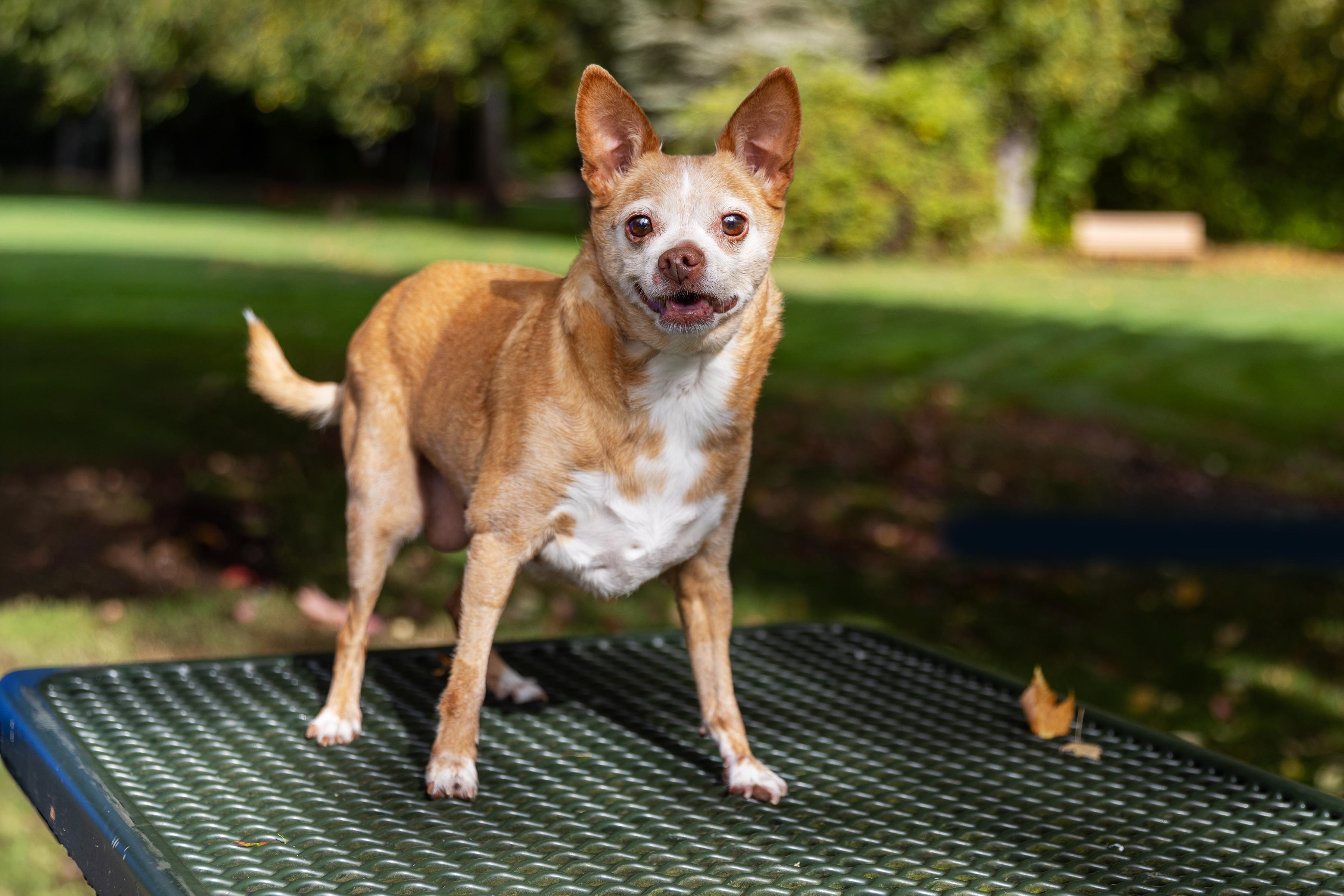 Chloe, Adoptable, Senior Female Chihuahua.