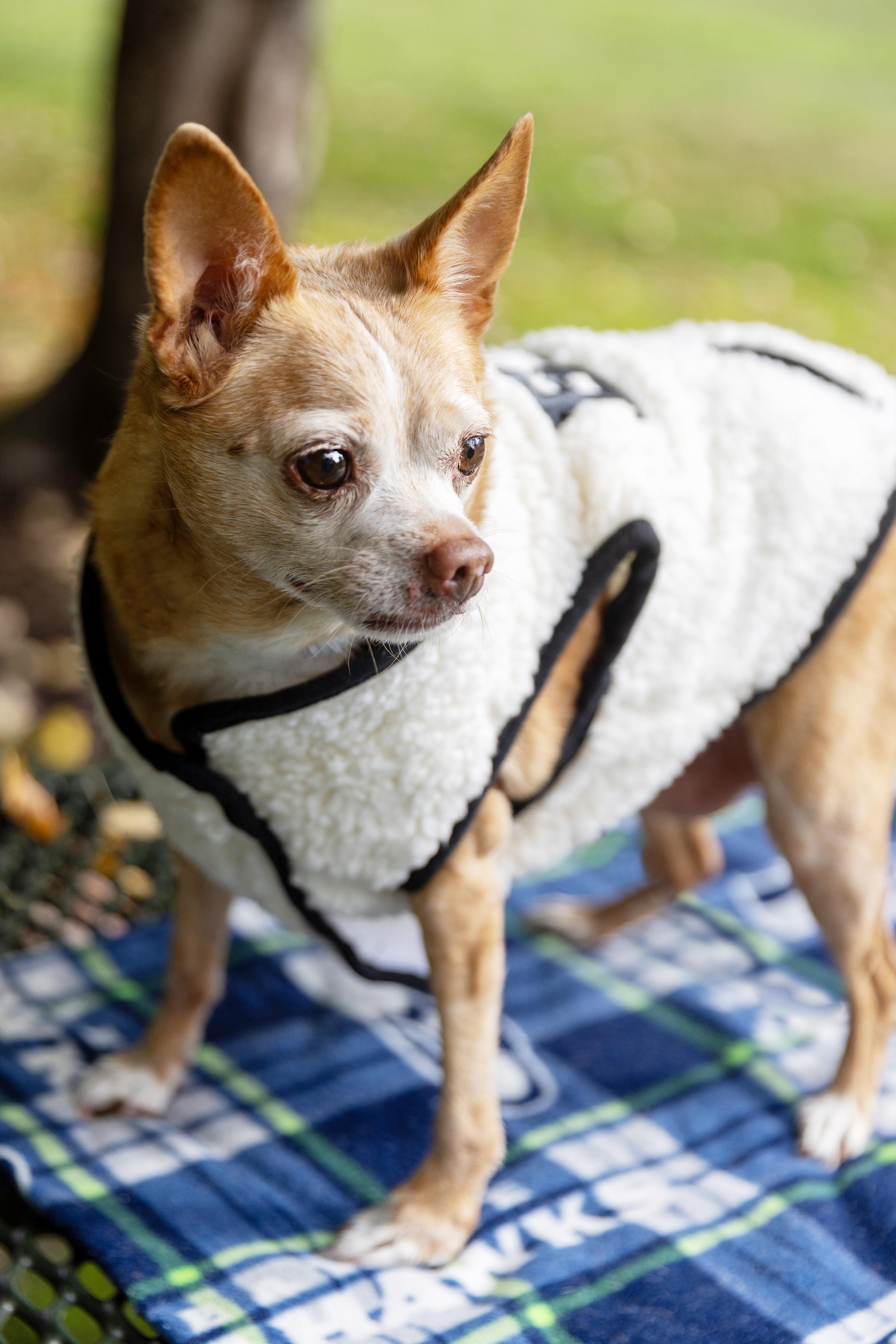 Enlarge Chloe, a Adoptable Chihuahua in Silvana, WA image 3/3