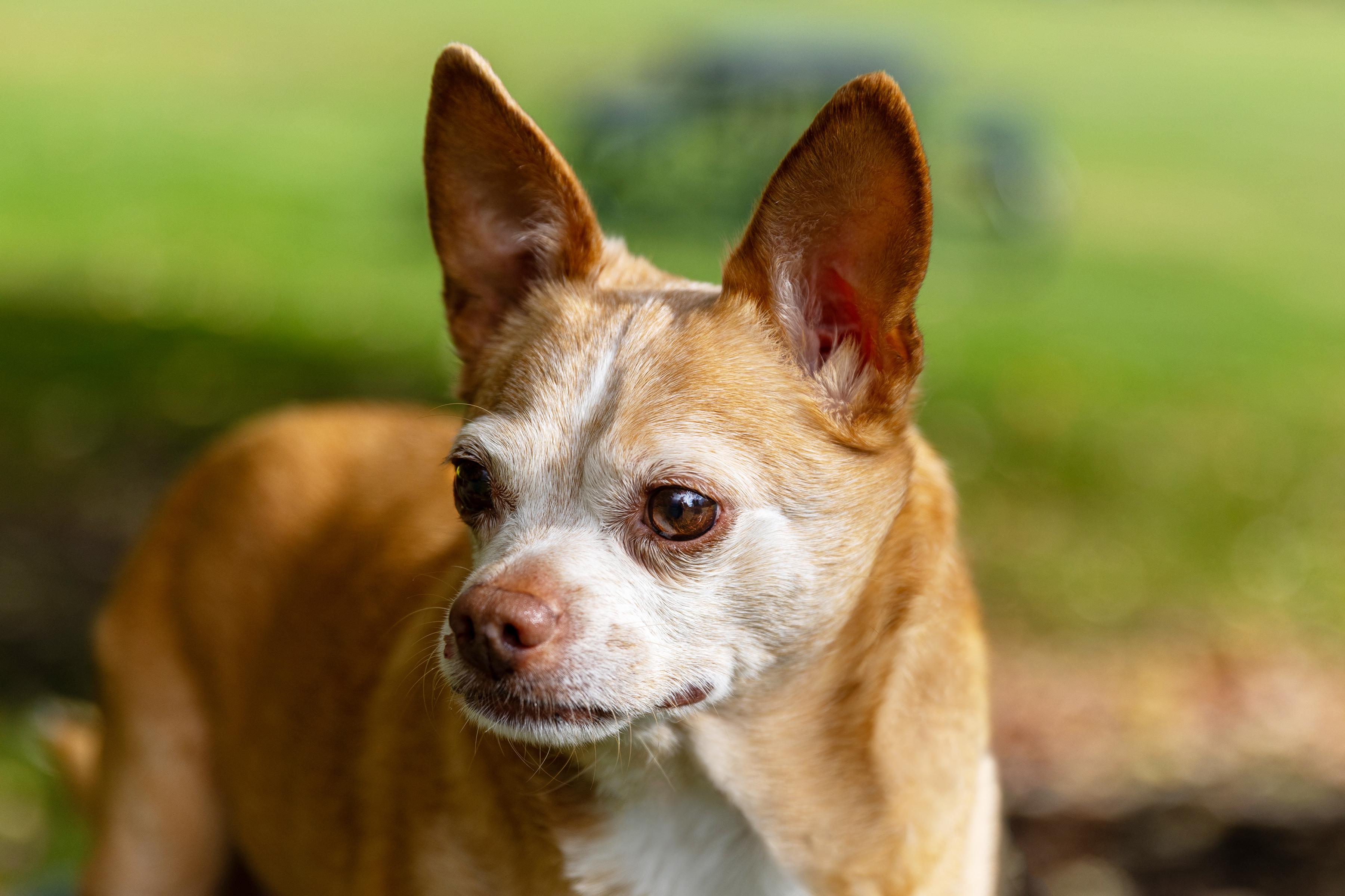 Enlarge Chloe, a Adoptable Chihuahua in Silvana, WA image 2/3