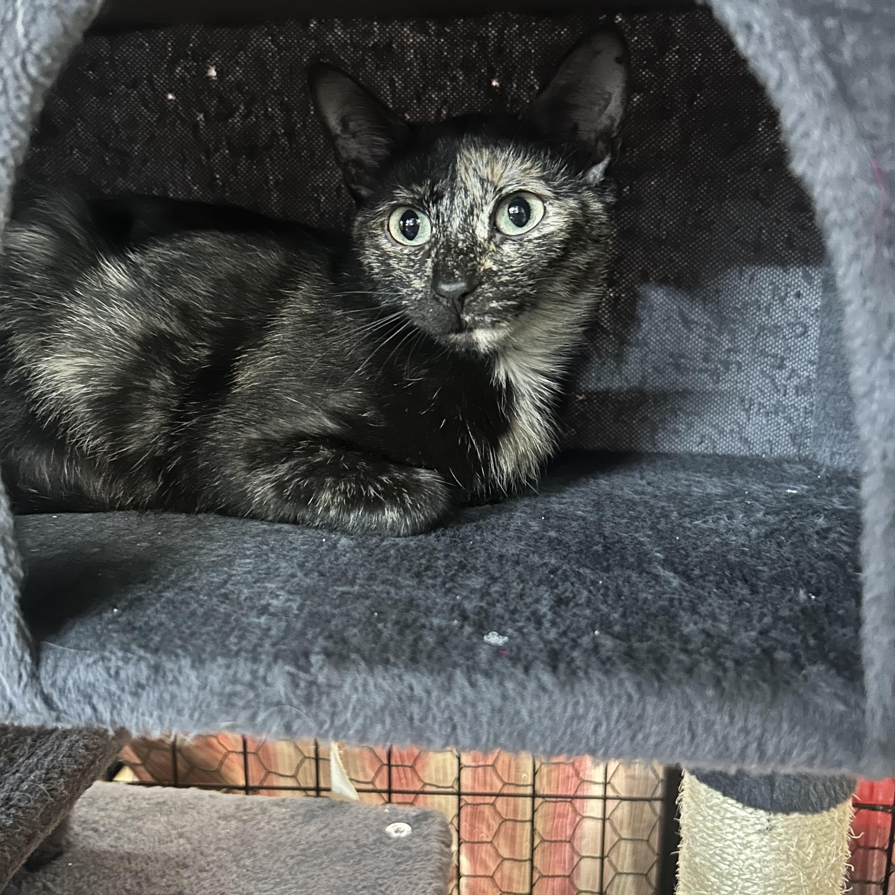 Enlarge Midge, an adopted Tortoiseshell in Mauston, WI image 1/1