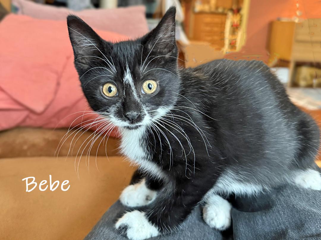 Enlarge Tina and Bebe, a Adoptable Domestic Medium Hair in Chicago, IL image 2/6