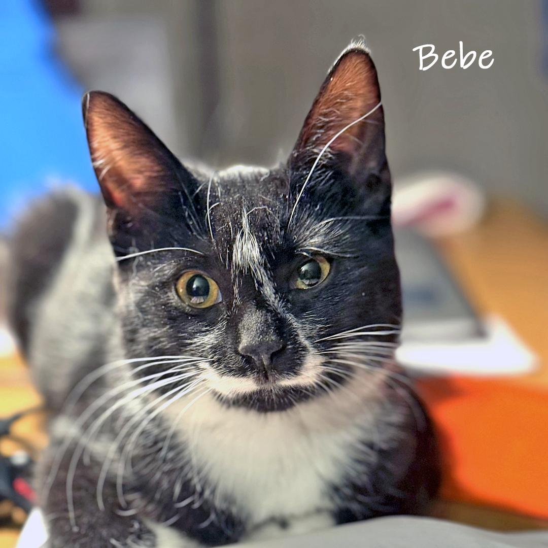 Enlarge Tina and Bebe, a Adoptable Domestic Medium Hair in Chicago, IL image 3/6