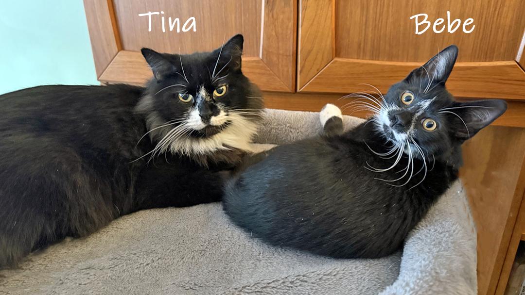 Enlarge Tina and Bebe, a Adoptable Domestic Medium Hair in Chicago, IL image 1/6