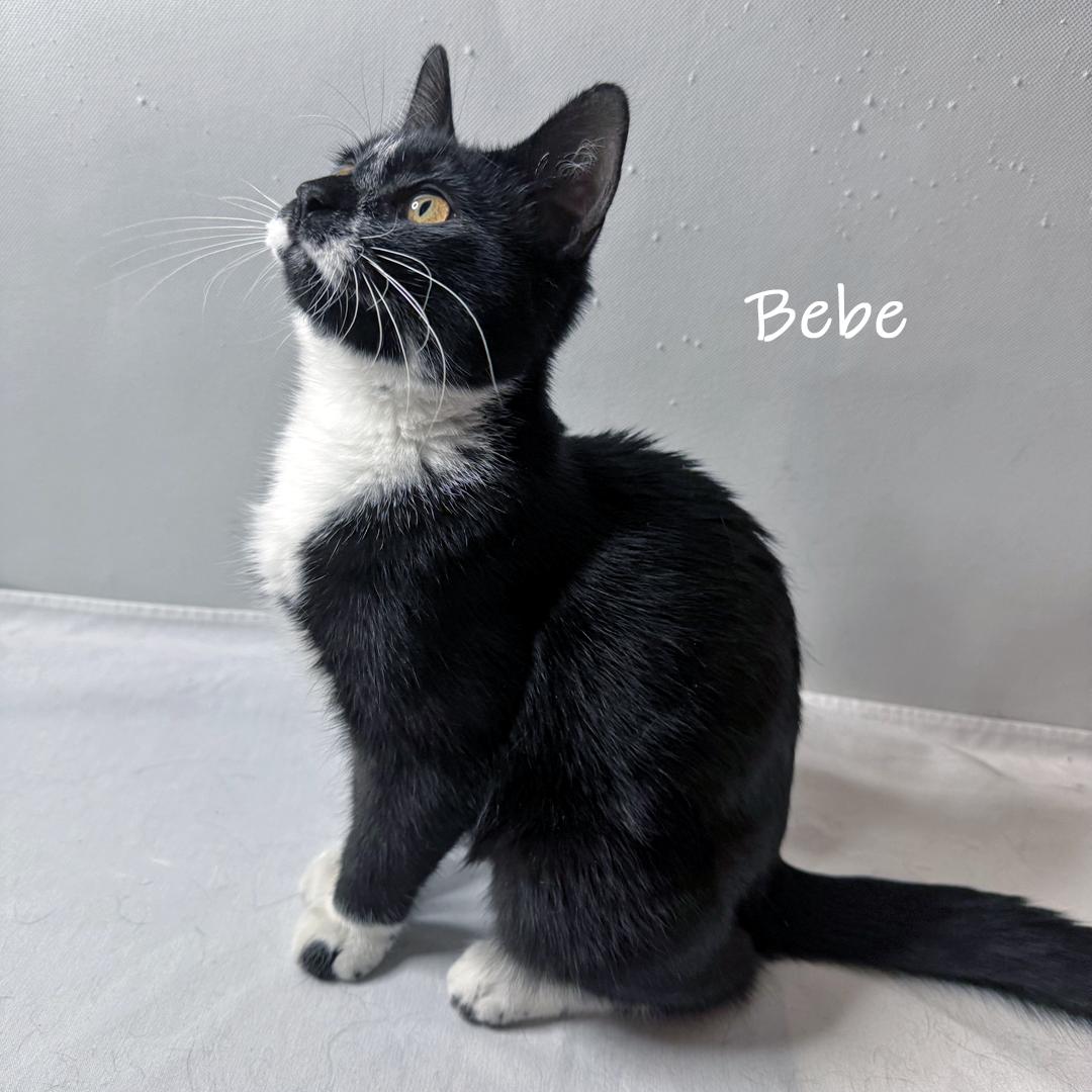 Enlarge Tina and Bebe, a Adoptable Domestic Medium Hair in Chicago, IL image 4/6