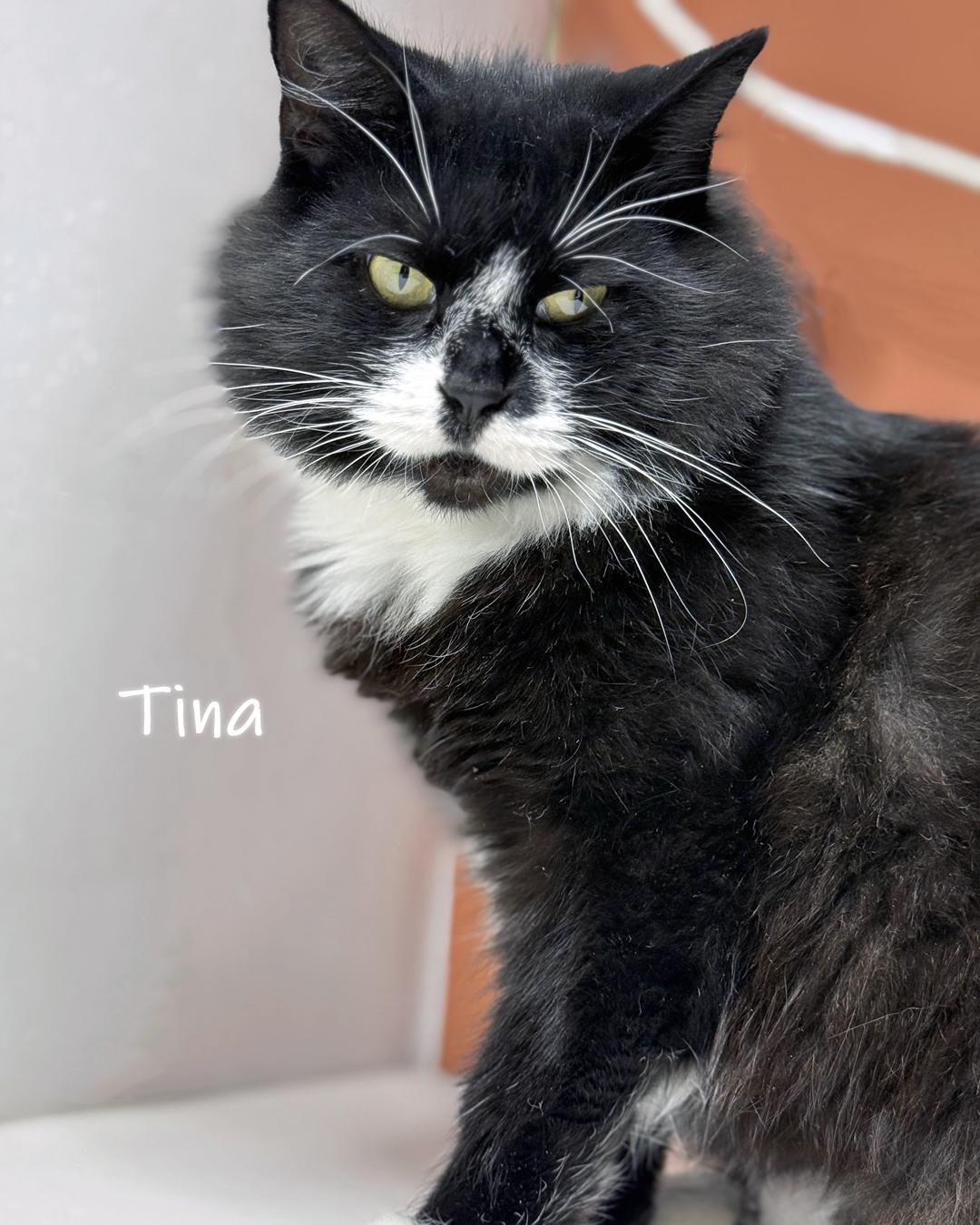 Enlarge Tina and Bebe, a Adoptable Domestic Medium Hair in Chicago, IL image 6/6