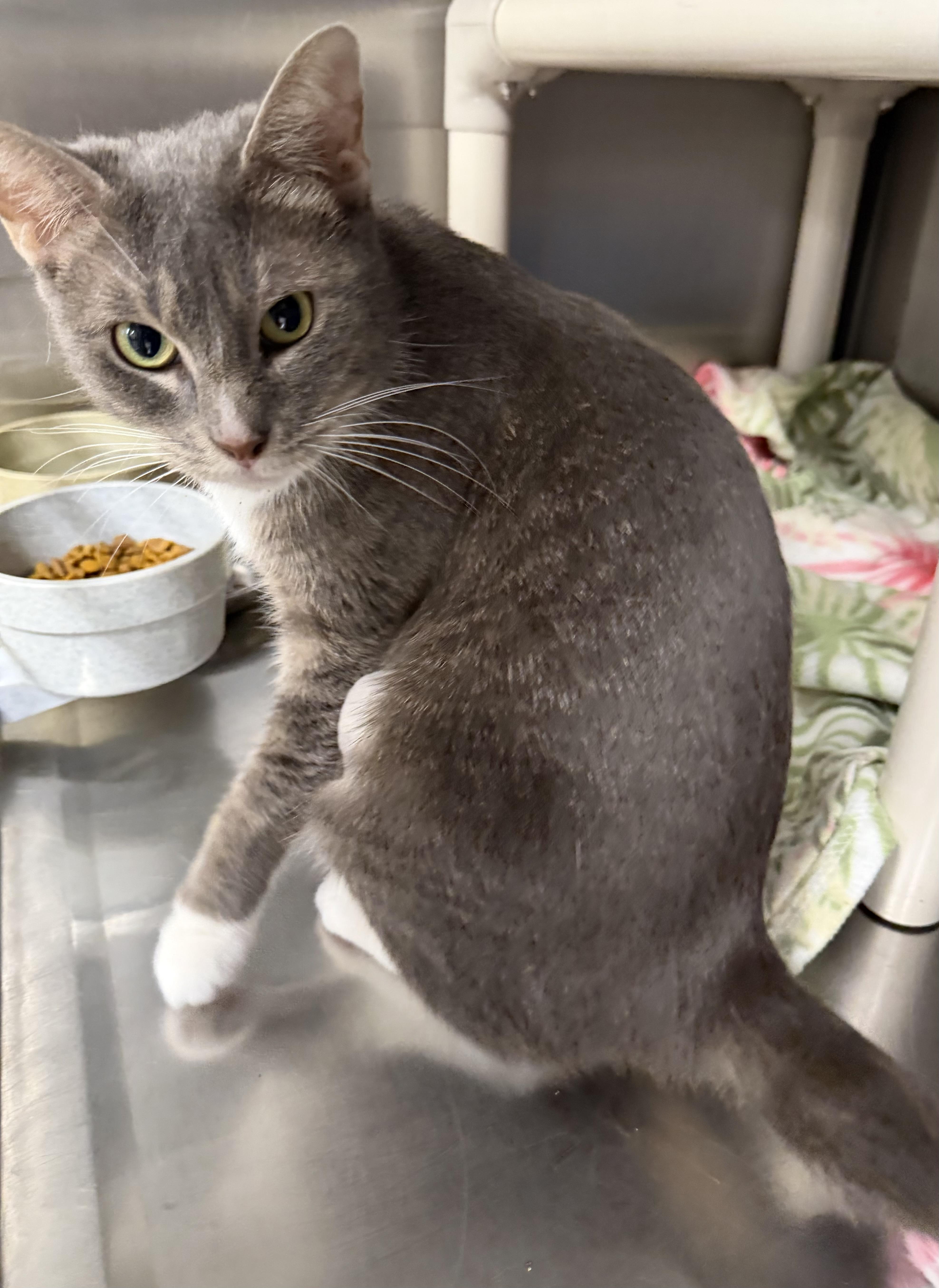 Enlarge Bijou, a ADOPTABLE Domestic Short Hair in Fernandina Beach, FL image 4/5